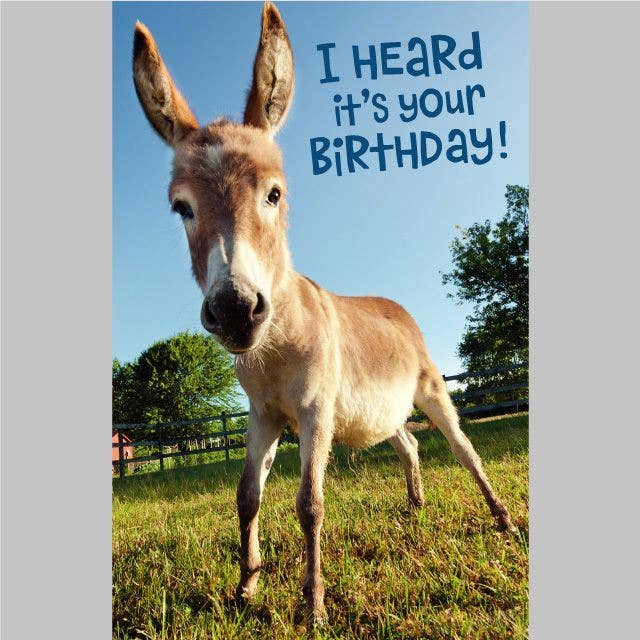 Birthday Card | Humorous Birthday Card for Anyone - Donkey