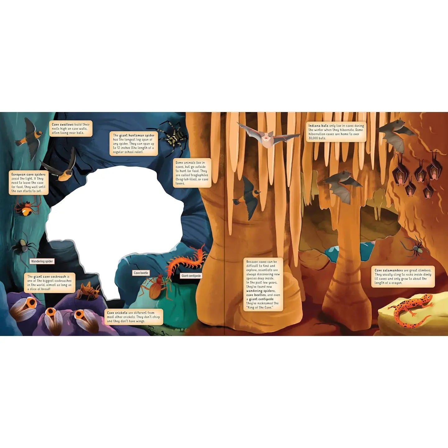 Discovering the Hidden World Inside A Cave