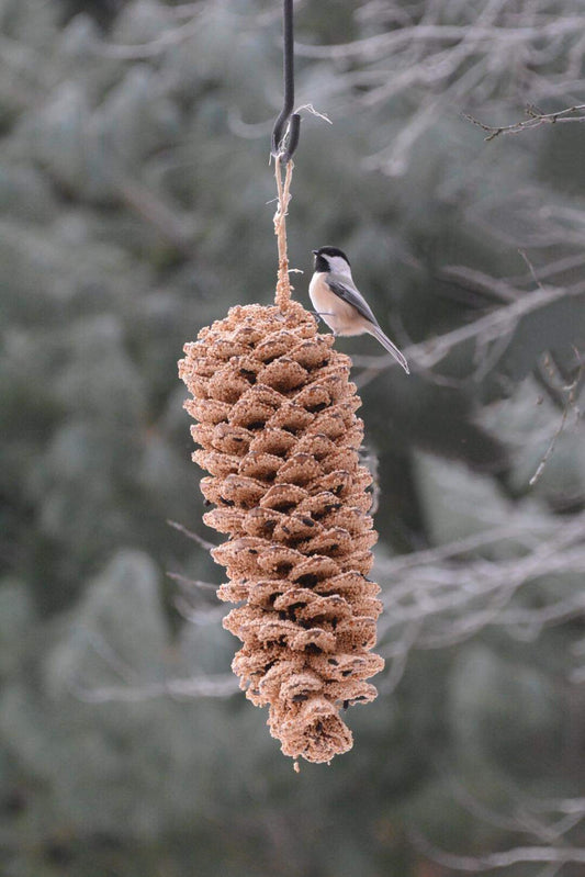 Giant Pinecone Birdseed