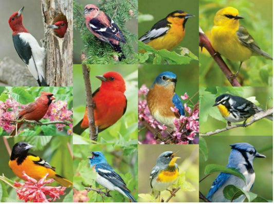 Birds of a Feather 500 Piece Jigsaw Puzzle