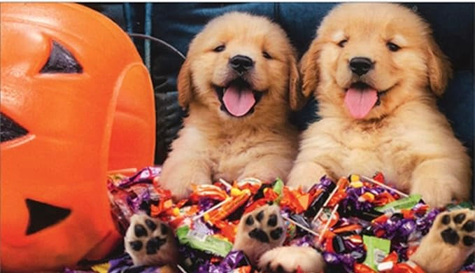 Trick or Treat Puppies Switch Mat