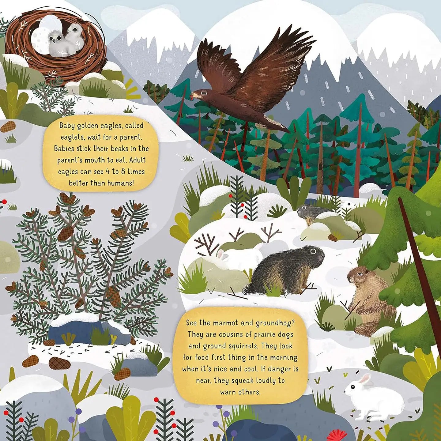 Discovering Nature On the Mountainside - Kid's Picture Book