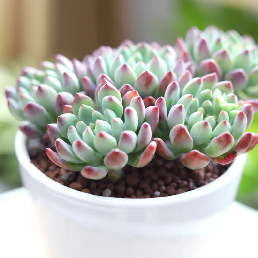 Echeveria Sedeveria Blue Elf - 2in