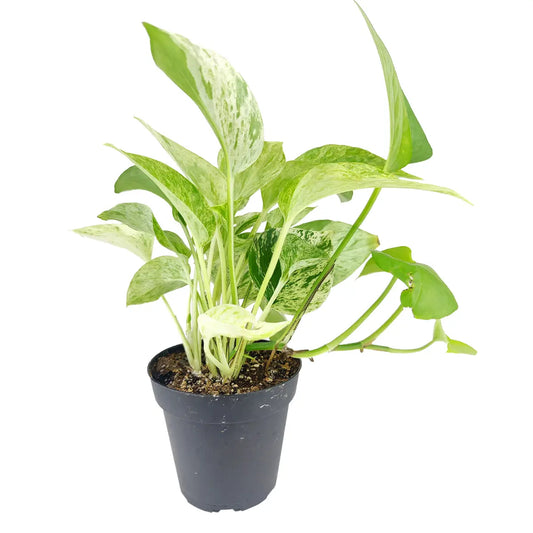 Marble Queen Pothos - Low-Maintenance Live Houseplants - 4in