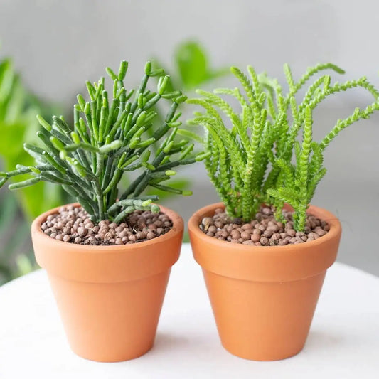 Terracotta Plant Pot 2 Inch, Small Clay Pot with Drainage