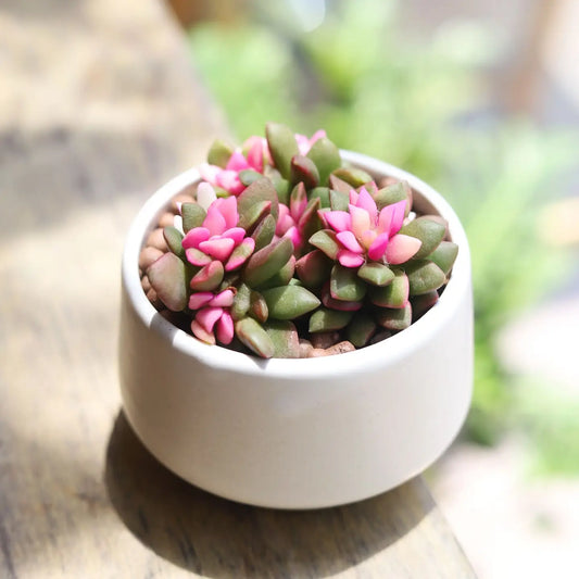 Anacampseros Telephiastrum Sunrise Succulent in 2in