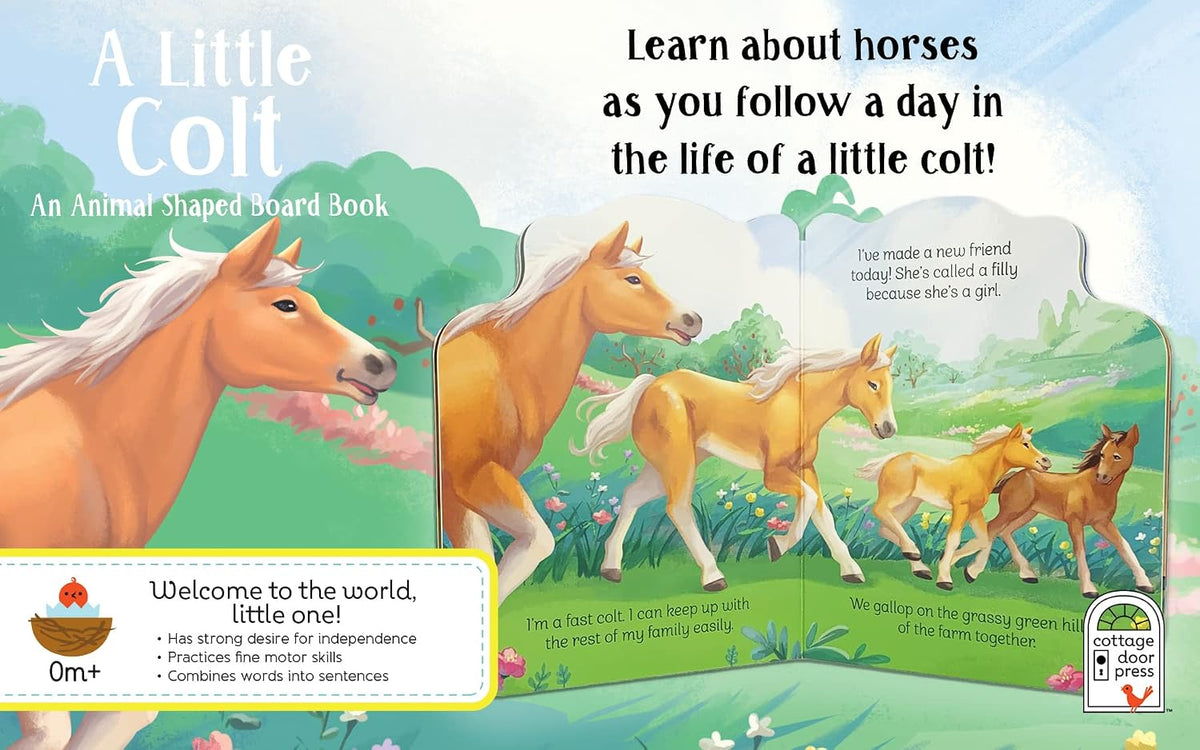 A Little Colt: A Baby Horse Board Book Story