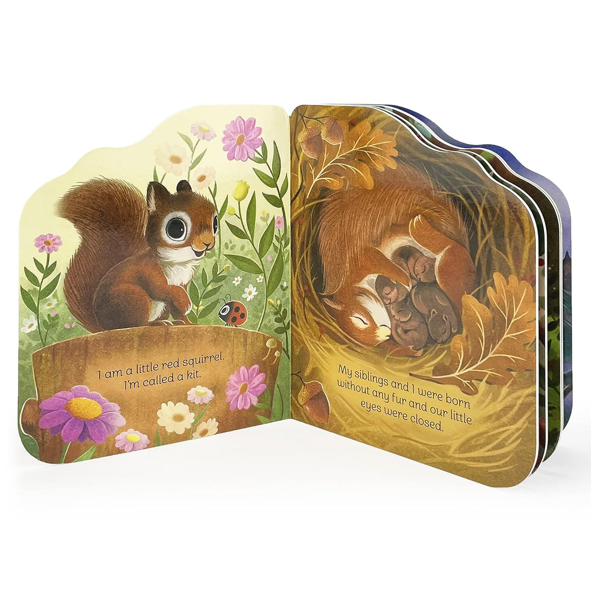 A Little Squirrel Shaped Board Book