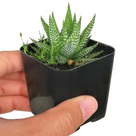 Haworthia Zebra 2 inch - Live Succulents