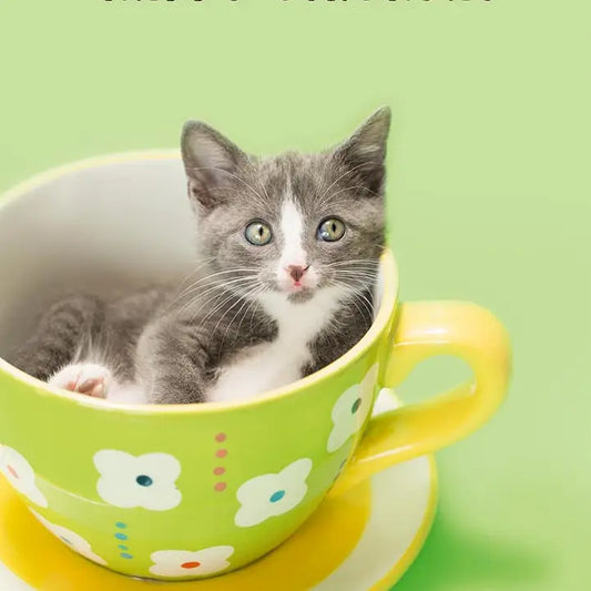 Tea Cup Kitten - Birthday Value Card