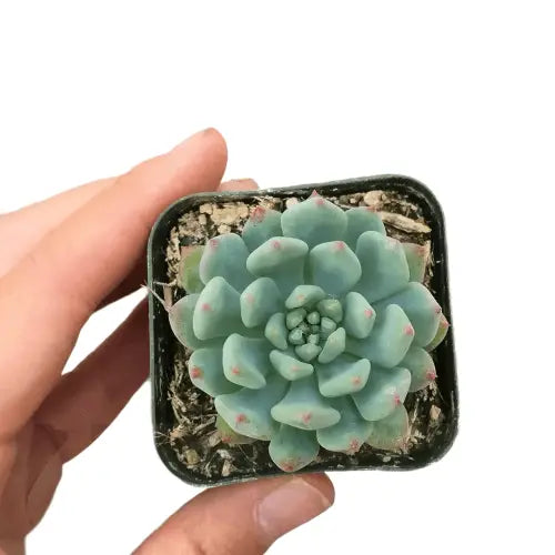 Echeveria Sedeveria Blue Elf - 2in