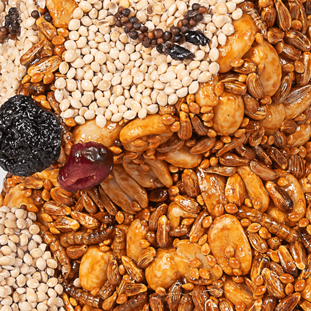 Hot Foxy Bird Seed Treat