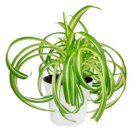 Curly Spider Plant 'bonnie' - Live Plants - 4 Inch